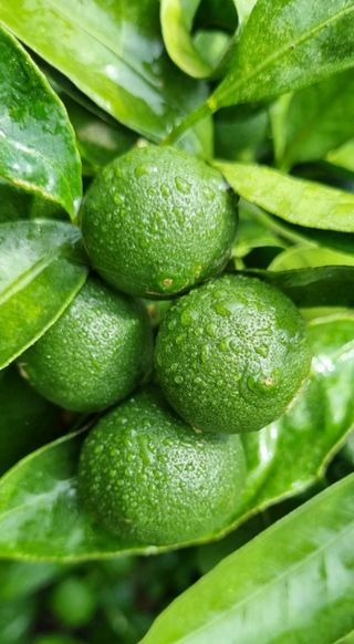 그린톡톡 오계상님의 귤 · 비료•농약 작성글 사진