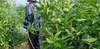 그린톡톡 오계상님의 귤 · 비료•농약 작성글 사진