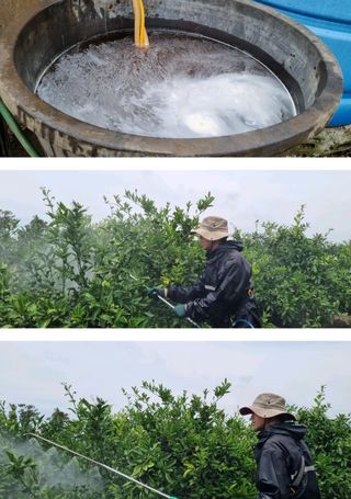 그린톡톡 오계상님의 귤 · 비료•농약 작성글 사진