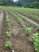 팜모닝 콩·병해충상담 게시글 이미지