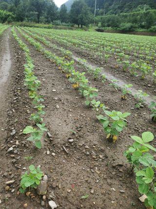 맑은가람님의 콩 · 병해충상담 작성글 사진