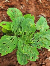 팜모닝 콩·영농일지 게시글 이미지