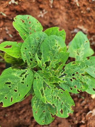 시골에 살어리랏다 님의 콩 · 영농일지 작성글 사진