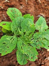 팜모닝 콩·자유게시판 게시글 이미지