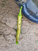 팜모닝 고추·병해충상담 게시글 이미지