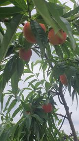 팜모닝 복숭아·자유게시판 게시글 이미지