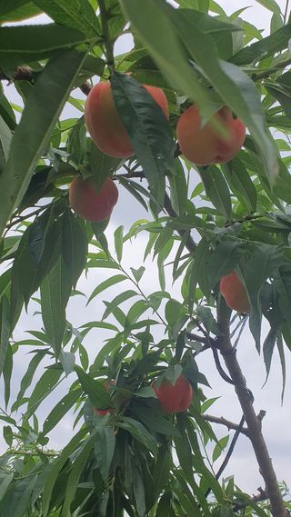 유선경님의 복숭아 · 자유게시판 작성글 사진