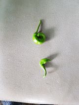 팜모닝 고추·병해충상담 게시글 이미지