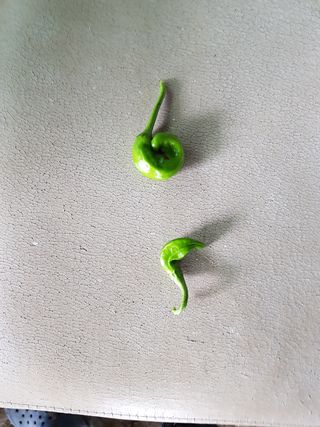 암초님의 고추 · 병해충상담 작성글 사진