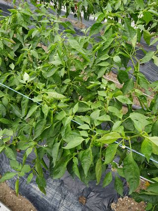 암초님의 고추 · 병해충상담 작성글 사진