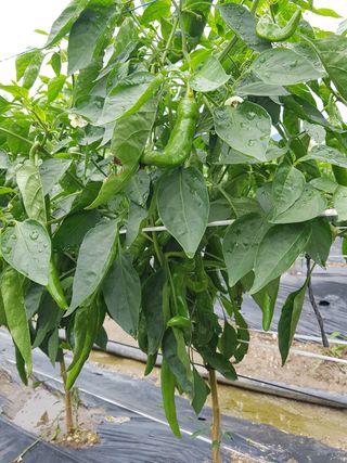 암초님의 고추 · 병해충상담 작성글 사진