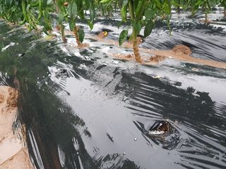 박귀님의 고추 · 일상 작성글 사진