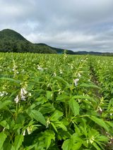 팜모닝 참깨·자유게시판 게시글 이미지