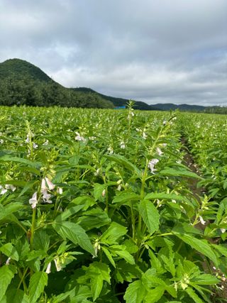 김성미님의 참깨 · 자유게시판 작성글 사진