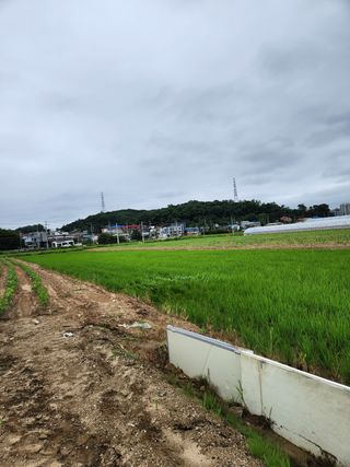파더곰님의 콩 · 영농일지 작성글 사진