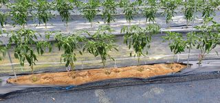 양우택님의 고추 · 병해충상담 작성글 사진