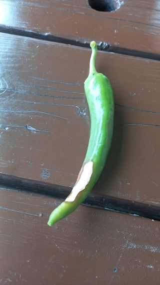 유건상님의 고추 · 병해충상담 작성글 사진