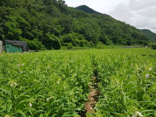 진일환님의 참깨 · 자유게시판 작성글 사진