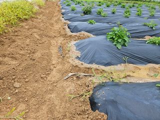 단삼님의 기타작물 · 자유게시판 작성글 사진