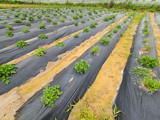 단삼님의 기타작물 · 자유게시판 작성글 사진
