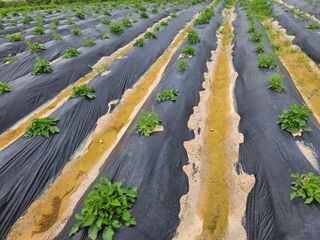 단삼님의 기타작물 · 자유게시판 작성글 사진