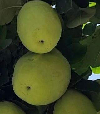 일심묘목농원님의 작성글 사진