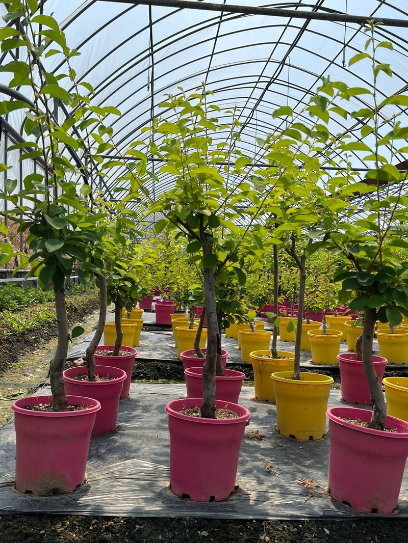 일심묘목농원님의 장터 판매 상품 [모과 3년생 결실주 포트묘] 첨부 사진