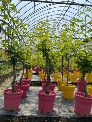 일심묘목농원님의 작성글 사진