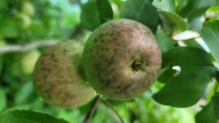 나산 블루베리농원님의 사과 · 병해충상담 작성글 사진