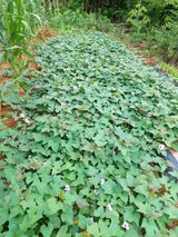 팜모닝 고구마·자유게시판 게시글 이미지