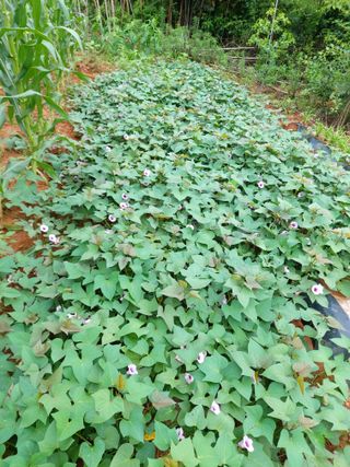 이정호님의 고구마 · 자유게시판 작성글 사진