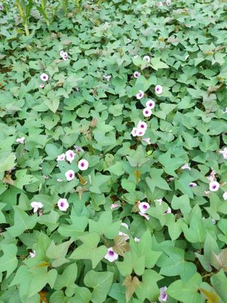 이정호님의 고구마 · 자유게시판 작성글 사진