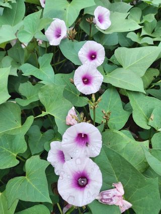 이정호님의 고구마 · 자유게시판 작성글 사진