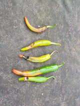 팜모닝 고추·병해충상담 게시글 이미지