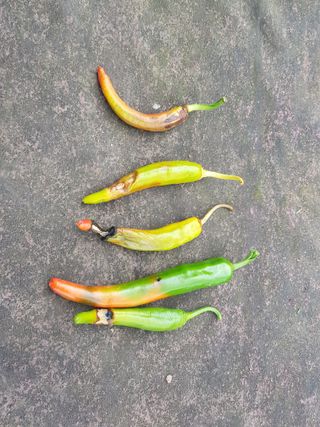 진일환님의 고추 · 병해충상담 작성글 사진