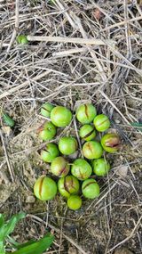 팜모닝 자두·병해충상담 게시글 이미지