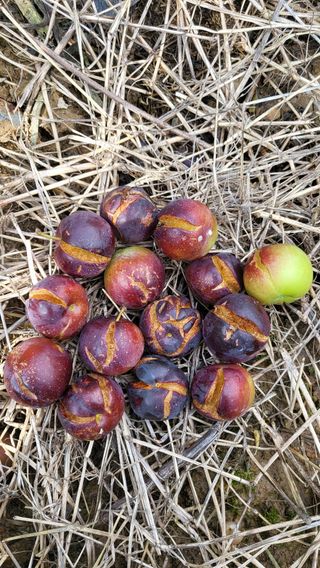 김희동님의 자두 · 병해충상담 작성글 사진