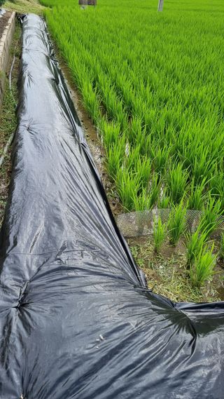 김동회증평영농조합님의 최고의 제초제는 무엇인가요? · 참여 작성글 사진