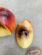 팜모닝 자두·병해충상담 게시글 이미지