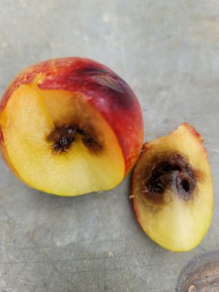 알 수 없음님의 자두 · 병해충상담 작성글 사진