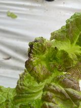 팜모닝 상추·병해충상담 게시글 이미지