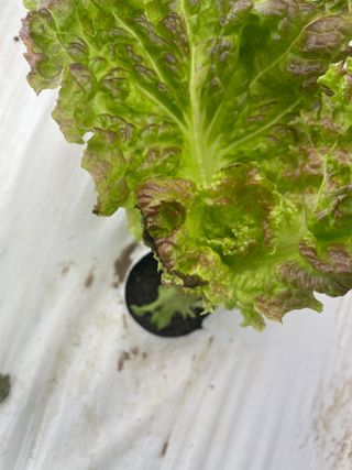 임슬기님의 상추 · 병해충상담 작성글 사진