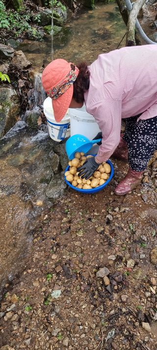김길성님의 감자 · 영농일지 작성글 사진