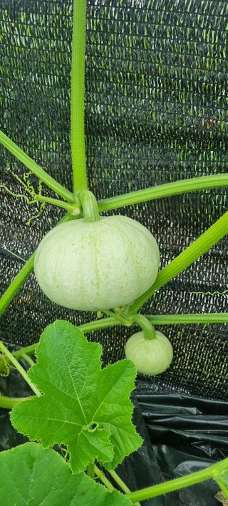 초월농원님의 자유주제 · 자유게시판 작성글 사진