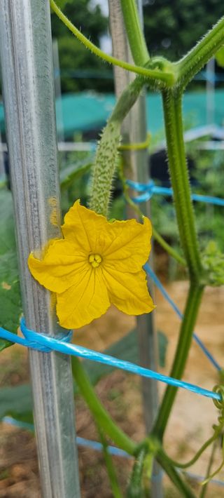 초월농원님의 자유주제 · 자유게시판 작성글 사진