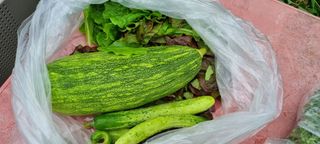 초월농원님의 자유주제 · 자유게시판 작성글 사진