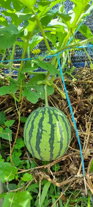 초월농원님의 자유주제 · 자유게시판 작성글 사진