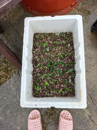 배형일님의 블루베리 · 자유게시판 작성글 사진