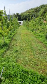 팜모닝 사과·제초 게시글 이미지