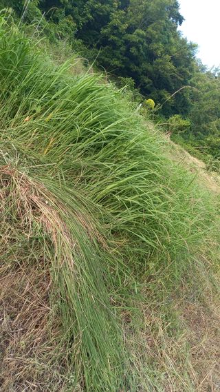 문무대왕님의 최고의 제초제는 무엇인가요? · 참여 작성글 사진